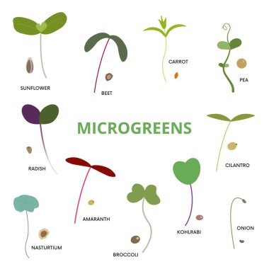 Ayçiçeği, pancar, havuç, bezelye, turp, kişniş, nasturtium, amaranth, brokoli, kohlirabi, kişniş ve soğan gibi çeşitli mikroyeşillikler. Organik gıda, filiz, sağlıklı beslenme, beslenme gibi konularda kullanılabilir. Evde süper yiyecekler yetiştiriyorum.