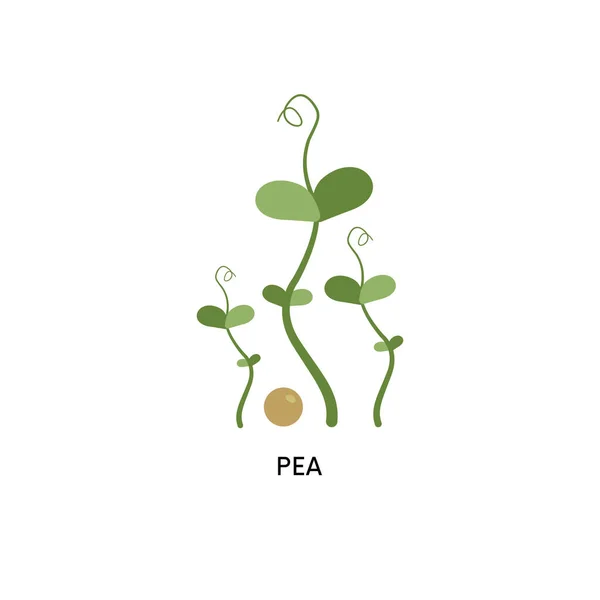 Pea Microgreens Και Απεικόνιση Φορέα Σπόρων Σούπερ Φαγητό Κηπουρική Λαχανικά — Διανυσματικό Αρχείο