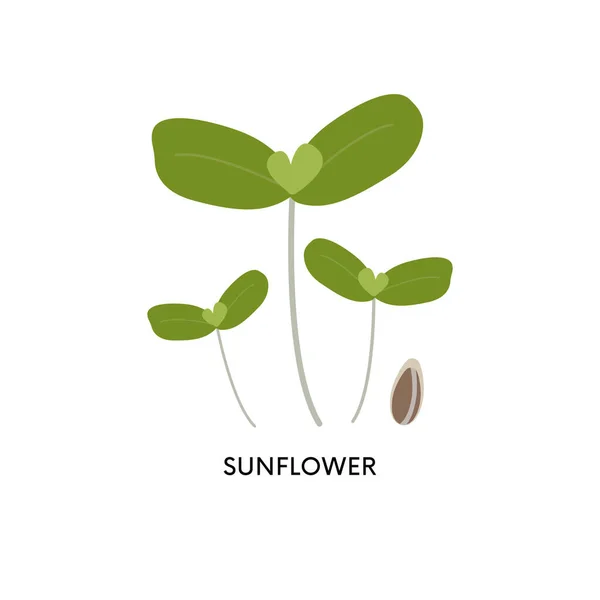 Sunflower Microgreens Seed Vector Illustration Superfood Home Gardening Greens Can — Stock Vector