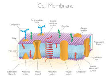 Detailed Diagram Models of a Cell Membrane clipart