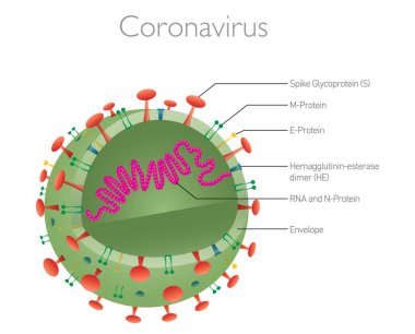 Coronavirus yapısı. Virion of coronavirus 'un kesiti (Covid-19)