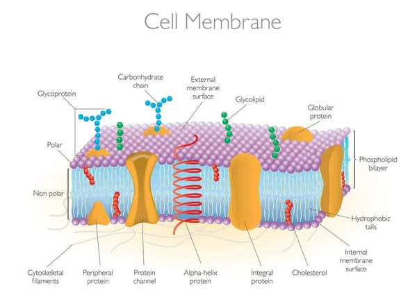 Детальные Модели Мембраны Ячейки — стоковый вектор
