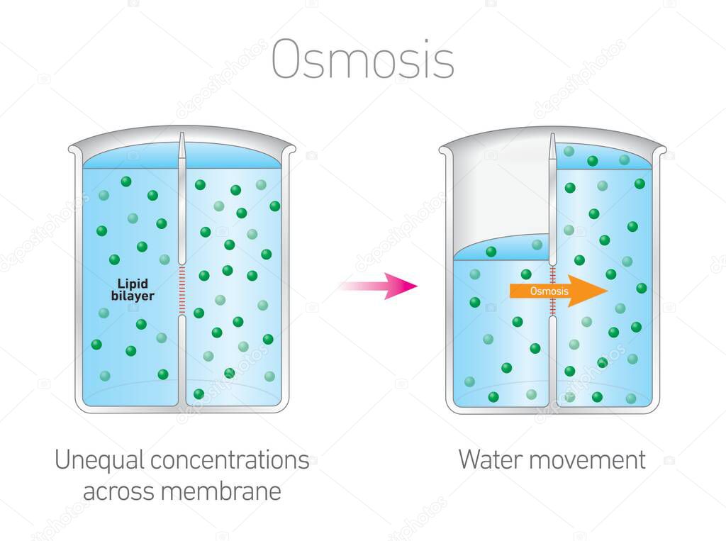 Osmosis - Lipids, Membranes and the first cells (Biology education illustration)