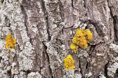 liken ve ağaç kabuğu üzerinde mantar
