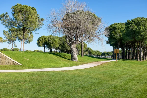 Jugar al golf en un campo de golf — Foto de Stock