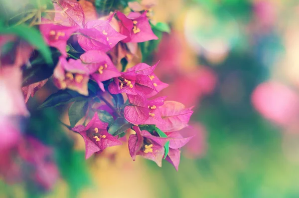 Beautiful floral background with pink flower