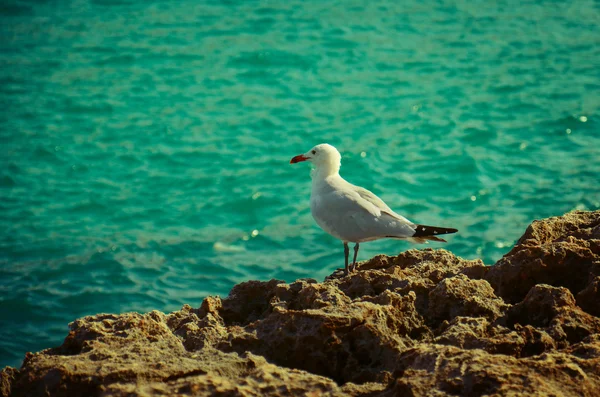 Bir martı yan görünümü