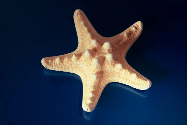 sea star blue background