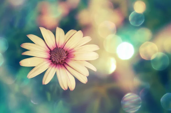 Beautiful wight daisy flower on background bokeh — Stok fotoğraf