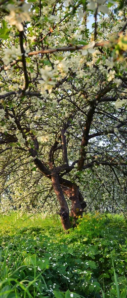 Pétalas de flor de maçã na grama — Fotografia de Stock
