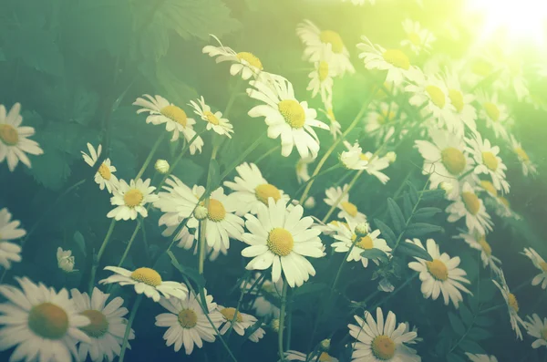 camomiles Vintage Fotoğraf