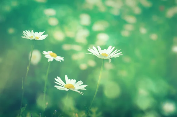 Marguerites des prés fleurs gros plan à la lumière du soleil — Photo