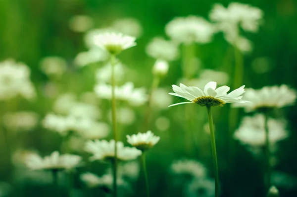 Çayır papatya çiçekler — Stok fotoğraf