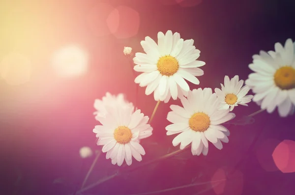 Vintage doğal çiçek arka plan