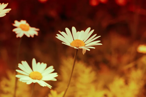 Güzel çiçek çim çimen günbatımı güneş — Stok fotoğraf