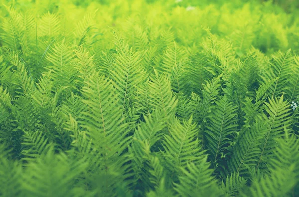 Buskar fern bakgrund — Stockfoto