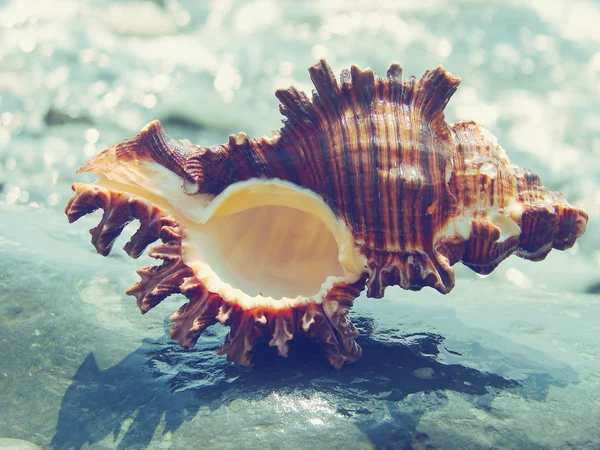 Beautiful Shell Paradise Blue — Stock Photo, Image