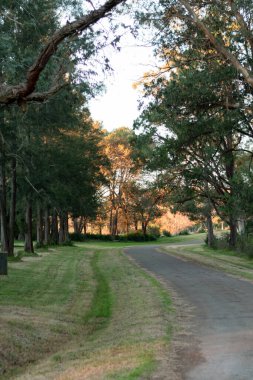 Vertical shot of a paved street in the middle of a park at sunset. No people.