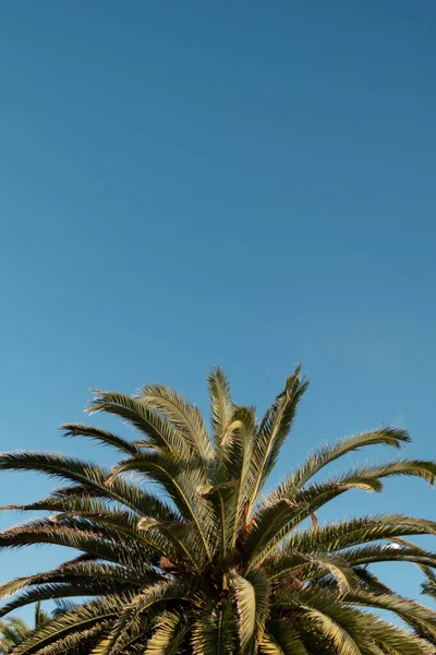 Vertical shot of a palm tree in a blue sky. Concept of summer and good weather. Copy space