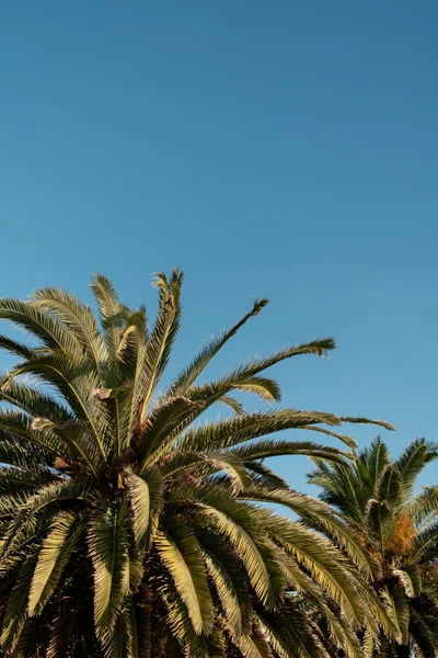 蓝天下两棵棕榈树的垂直拍摄 夏天和好天气的概念 复制空间 — 图库照片