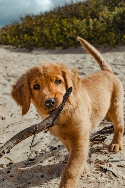 Gambar Vertikal Seekor Anak Anjing Emas Pantai Dengan Tongkat Besar — Stok Foto