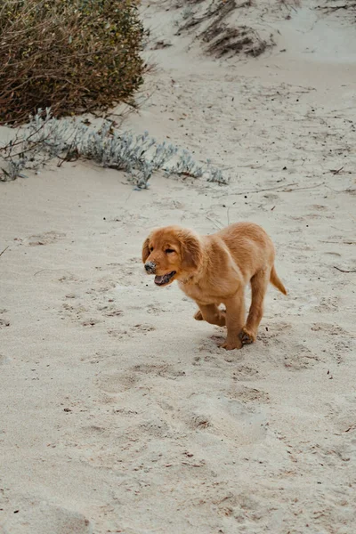 一只金发碧眼的小狗在沙滩上奔跑时的垂直镜头 它的鼻子充满了沙子 — 图库照片