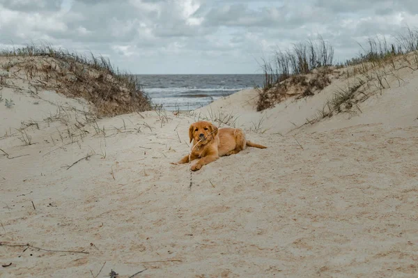 Golden puppy, lying on the beach between two dunes, biting a stick.