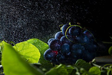 Mavi üzümler ve koyu arkaplanda su kısırlığı olan yapraklar. Boşluğu kopyala