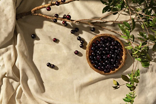 Jabuticaba meyveleri kumaş temelde, jabuticaba dalı, güneş ışığı, üst görüş. Boşluğu kopyala