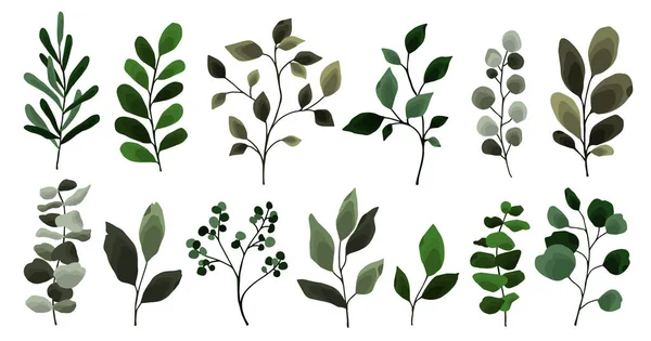 Collection de feuilles de verdure branche brindille flore plantes floral aquarelle mariage objets, feuillage botanique — Image vectorielle