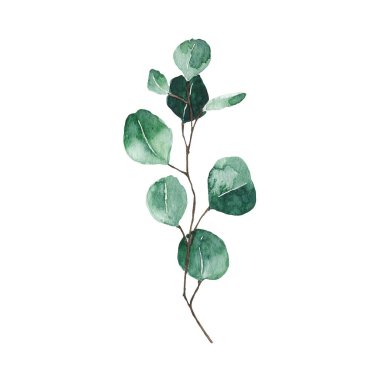 Beyaz arkaplanda izole edilmiş suluboya okaliptüs yeşil yaprağı