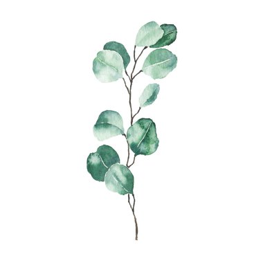 Beyaz arkaplanda izole edilmiş suluboya okaliptüs yeşil yaprağı