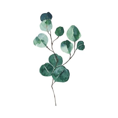 Beyaz arkaplanda izole edilmiş suluboya okaliptüs yeşil yaprağı