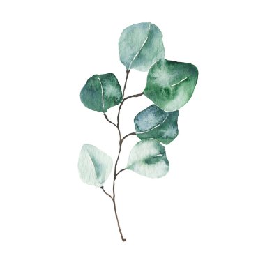Beyaz arkaplanda izole edilmiş suluboya okaliptüs yeşil yaprağı