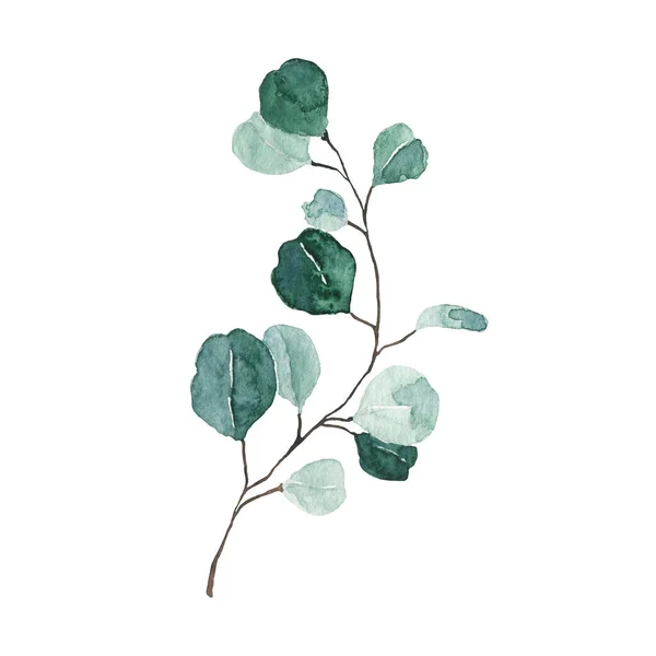 白い背景に分離された水彩ユーカリの緑の葉 — ストック写真