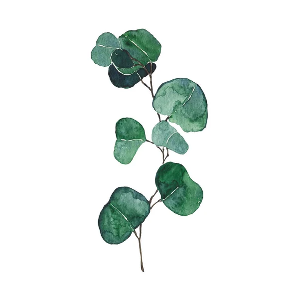 Akvarel eukalyptus zelený list izolované na bílém pozadí — Stock fotografie