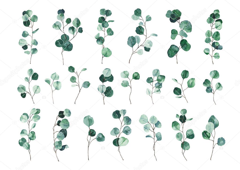 Set of watercolor eucalyptus green leaves isolated on white background