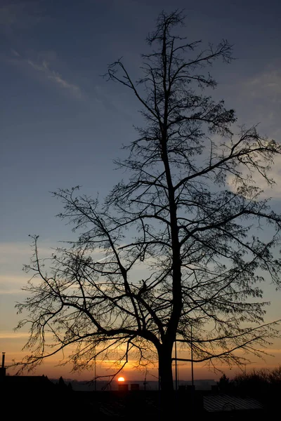 Cenário Pôr Sol Fundo Das Árvores Contexto — Fotografia de Stock