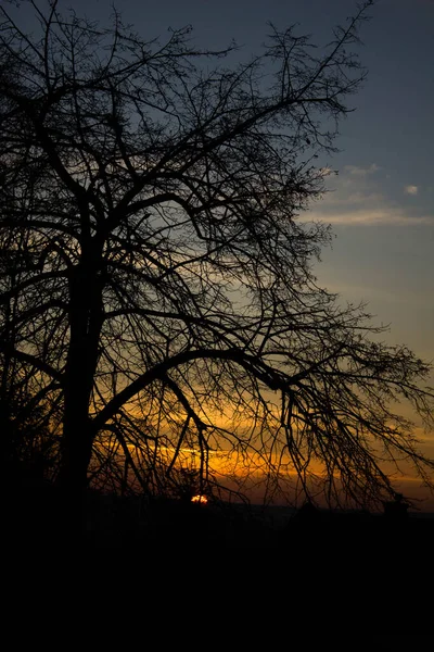 木々の背景に夕日 — ストック写真