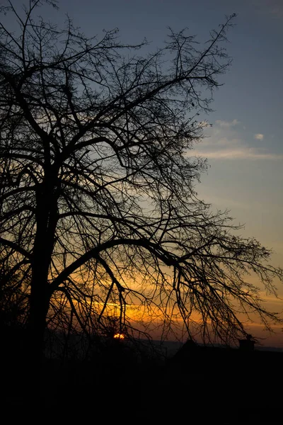 Scenery Sunset Background Trees Background — Stock Photo, Image
