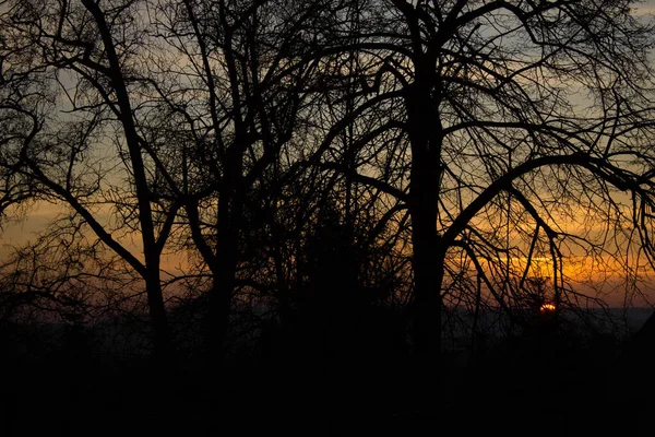 Manzara Ağaçların Arkasında Gün Batımı Arkaplan — Stok fotoğraf