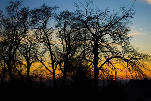 Landschaft Sonnenuntergang Vor Dem Hintergrund Von Bäumen Hintergrund — Stockfoto