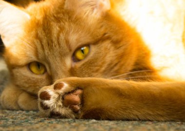 Büyük gözlü kızıl kedi. Güneş ışınlarındaki kedi gibi. Portre. Arkaplan.