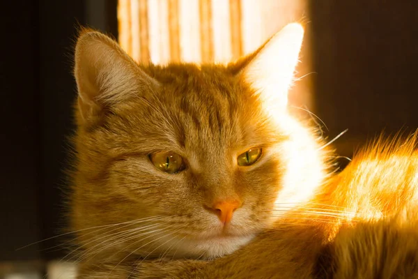 Rudy Kot Dużymi Oczami Kot Promieniach Słońca Portret Kontekst — Zdjęcie stockowe