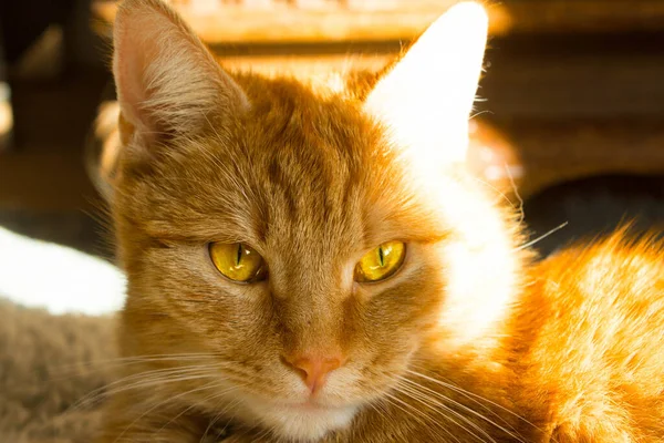Імбирний Кіт Великими Очима Кіт Сонячних Променях Портрет Тло — стокове фото