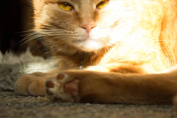 Gato Jengibre Con Ojos Grandes Gato Los Rayos Del Sol — Foto de Stock
