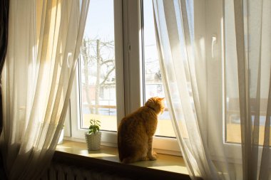 Büyük gözlü kızıl kedi. Güneş ışınlarındaki kedi gibi. Portre. Arkaplan.