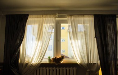 Büyük gözlü kızıl kedi. Güneş ışınlarındaki kedi gibi. Portre. Arkaplan.