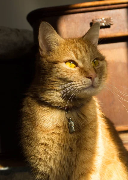 Рыжий Кот Большими Глазами Кот Лучах Солнца Портрет Фон — стоковое фото