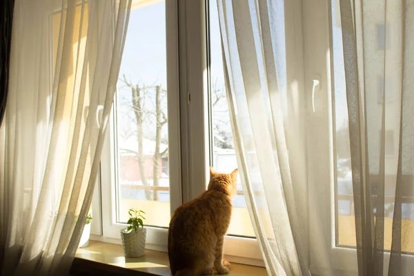 大きな目の生姜猫 太陽の光の中で猫 肖像画 — ストック写真